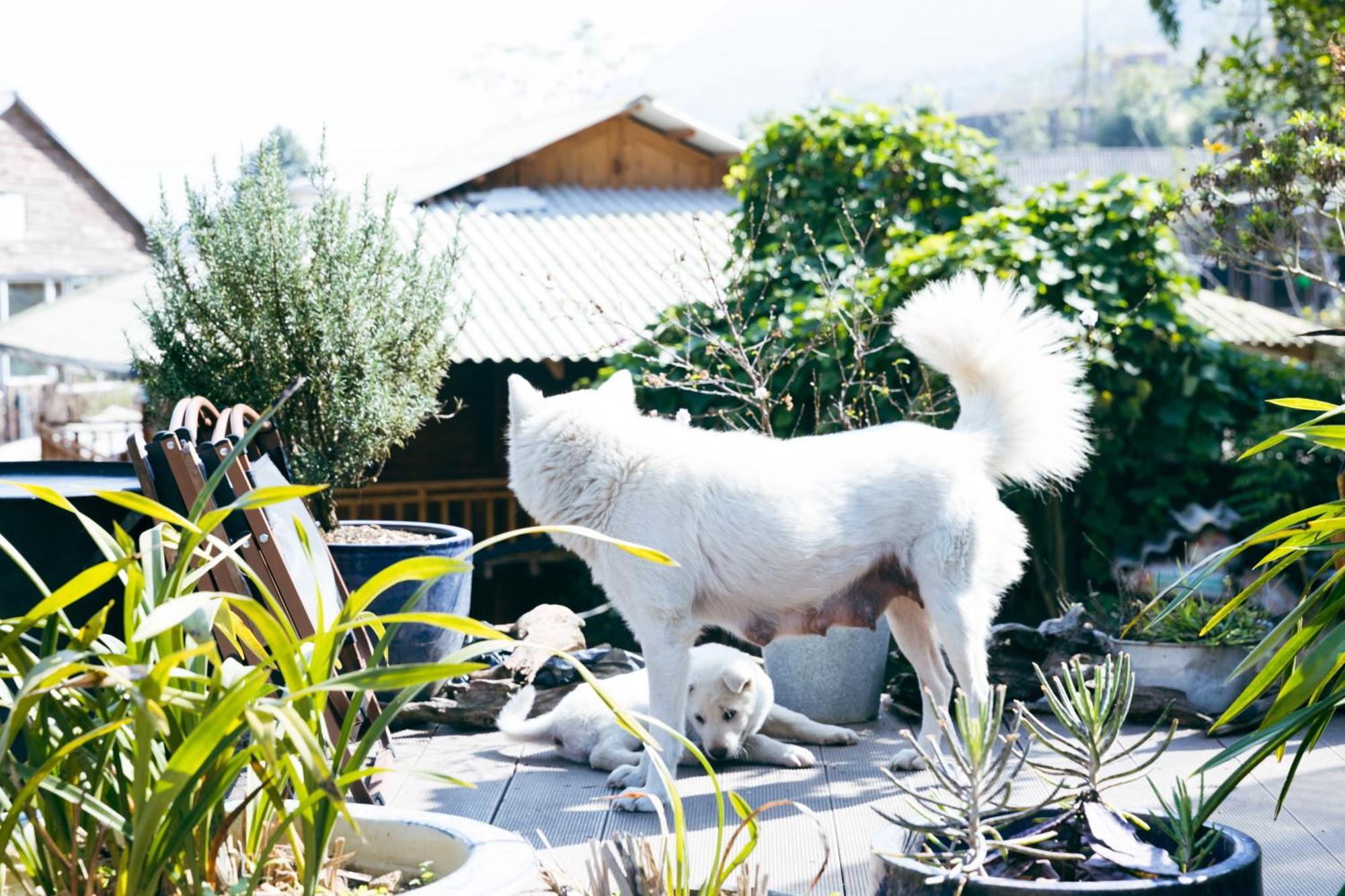 Готель Sapa Plum Eco House Екстер'єр фото